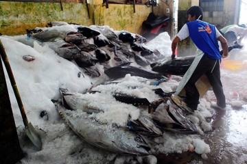 Cắt cá đông lạnh đơn giản với máy cưa xương JG210B