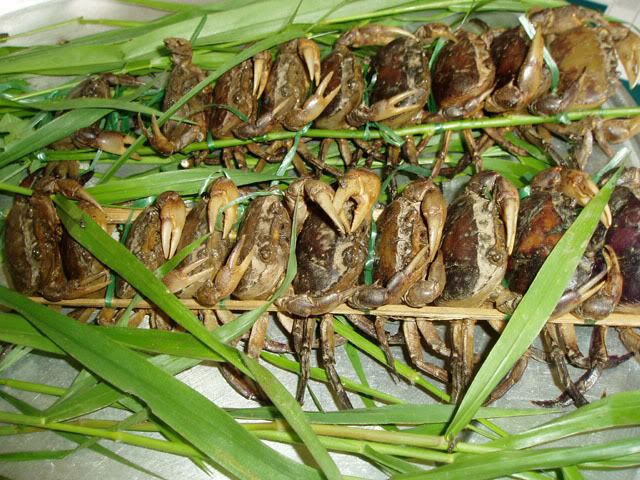 Lệ Thủy Thử nghiệm nuôi cua đồng trên ruộng lúa  Báo Quảng Bình điện tử